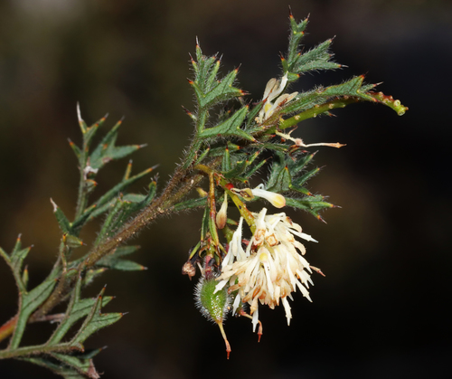 Image of Grevillea pulchella by (c) Tim Hammer, some rights reserved (CC BY)
