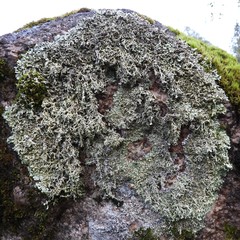 Xanthoparmelia stenophylla