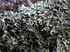 Xanthoparmelia stenophylla