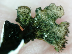 Xanthoparmelia stenophylla