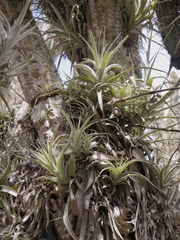 Tillandsia geissei