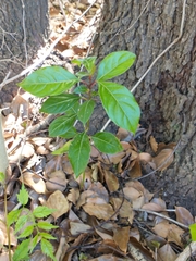 Cinnamomum glanduliferum