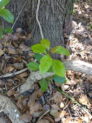 Cinnamomum glanduliferum