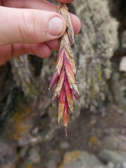 Tillandsia geissei