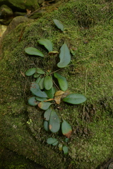 Elaphoglossum hurlimannii