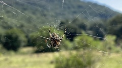 Neoscona orizabensis