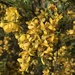 Cassia tomentella - Photo (c) laufamily，保留部份權利CC BY-NC