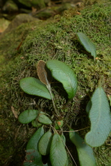 Elaphoglossum hurlimannii