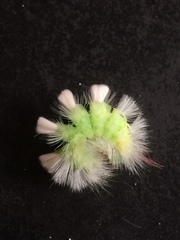 Calliteara pudibunda