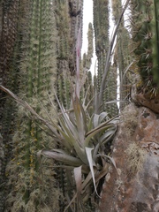 Tillandsia geissei