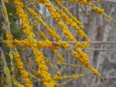 Chrysothrix granulosa