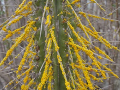 Chrysothrix granulosa