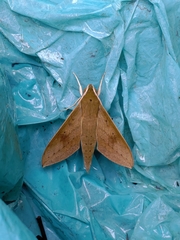 Theretra boisduvalii