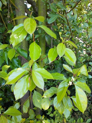 Cinnamomum glanduliferum, 2020-10-12