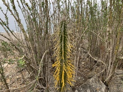 Chrysothrix granulosa