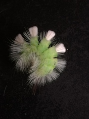 Calliteara pudibunda
