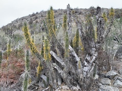 Chrysothrix granulosa