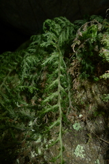 Hymenophyllum javanicum