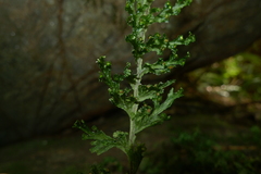 Hymenophyllum javanicum