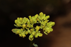 Glischrocaryon aureum