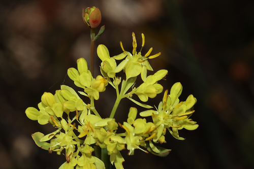 Image of Common Popflower (Glischrocaryon aureum) by (c) Tim Hammer, some rights reserved (CC BY)
