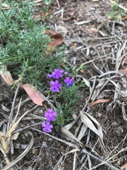 Glandularia aristigera