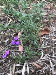 Glandularia aristigera