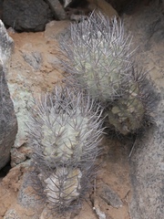 Eriosyce paucicostata