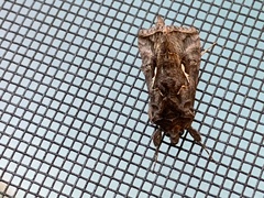 Autographa precationis