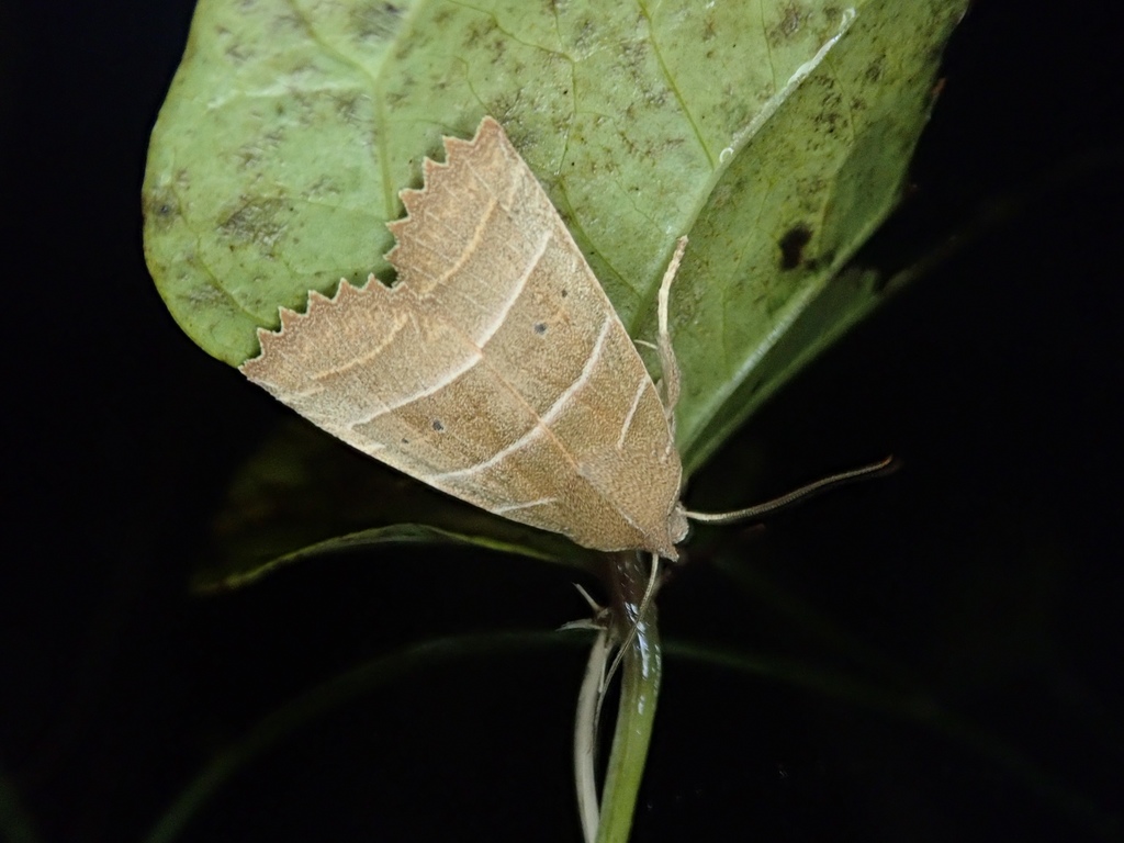 Eupsilia strigifera