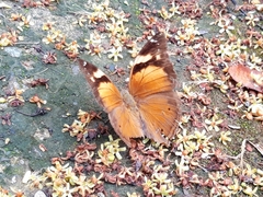 Doleschallia bisaltide