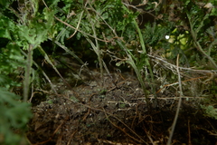 Hymenophyllum javanicum