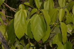 Mallotus discolor