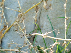 Heremites auratus