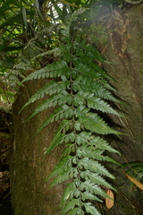 Asplenium insiticium