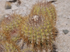 Copiapoa decorticans