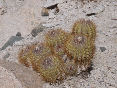 Copiapoa decorticans