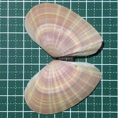 Tellinella virgata