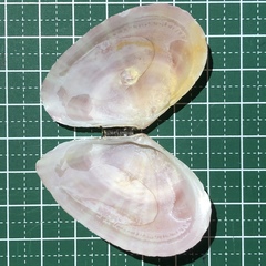 Tellinella virgata