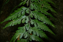 Asplenium insiticium