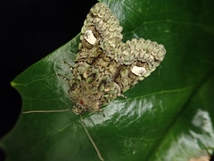 Nyctycia hoenei