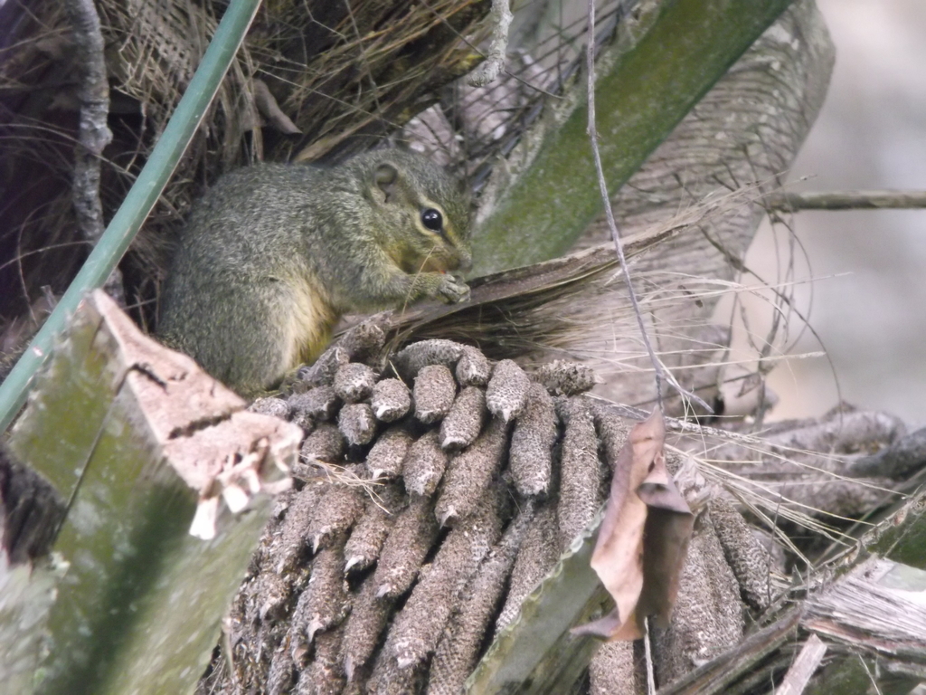 Green Bush Squirrel
