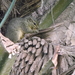 Paraxerus poensis - Photo (c) Rod Cassidy,  זכויות יוצרים חלקיות (CC BY-NC), הועלה על ידי Rod Cassidy