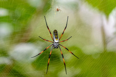 Trichonephila inaurata