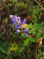 Polygala wolfgangiana