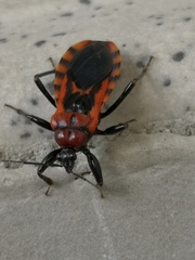 Haematoloecha nigrorufa
