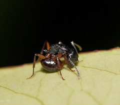 Polyrhachis femorata
