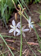 Trachyandra asperata