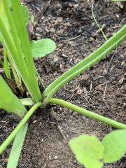 Trachyandra asperata