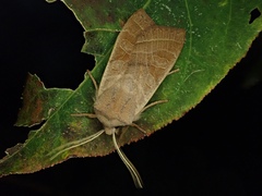 Orbona fragariae